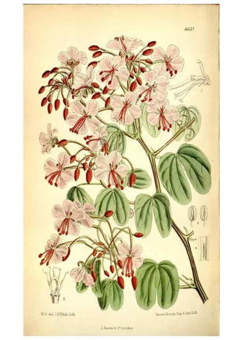 Reproducción/Reproduction 35397629435: Curtis's botanical magazine.. London ; New York [etc.] :Academic Press [etc.]