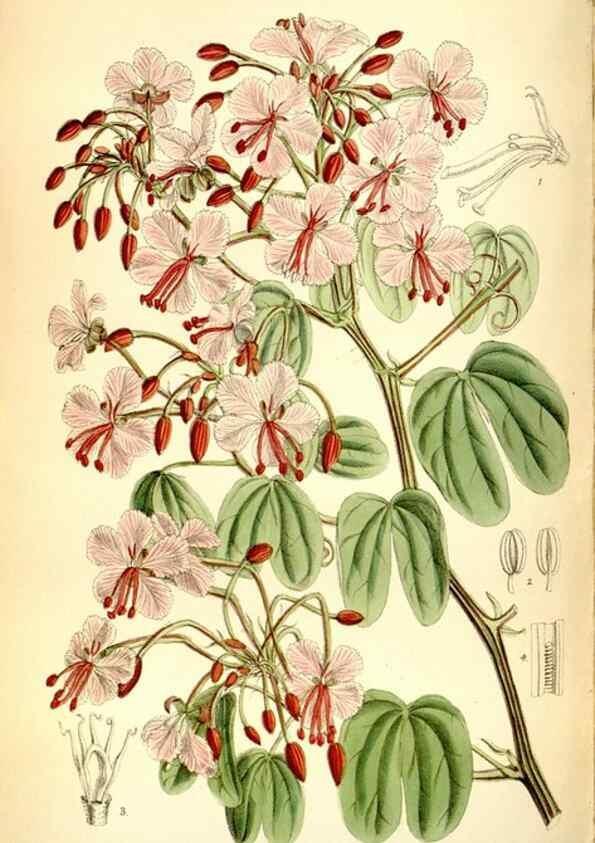 Reproducción/Reproduction 35397629435: Curtis's botanical magazine.. London ; New York [etc.] :Academic Press [etc.]