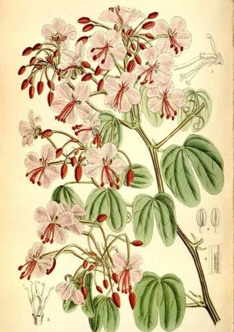 Reproducción/Reproduction 35397629435: Curtis's botanical magazine.. London ; New York [etc.] :Academic Press [etc.]