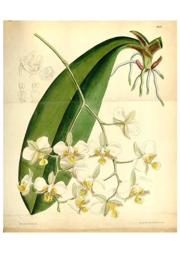 Reproducción/Reproduction 35397631365: Curtis's botanical magazine.. London ; New York [etc.] :Academic Press [etc.]