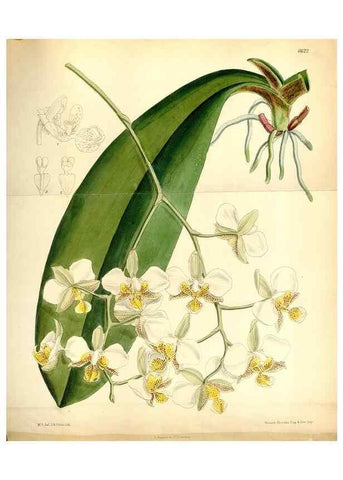 Reproducción/Reproduction 35397631365: Curtis's botanical magazine.. London ; New York [etc.] :Academic Press [etc.]