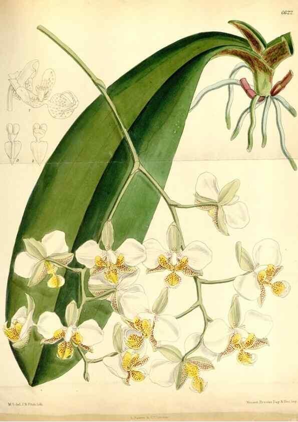 Reproducción/Reproduction 35397631365: Curtis's botanical magazine.. London ; New York [etc.] :Academic Press [etc.]
