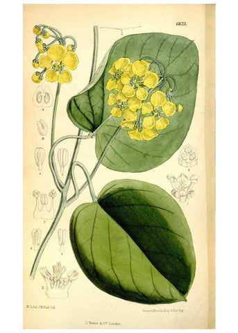 Reproducción/Reproduction 35397633465: Curtis's botanical magazine.. London ; New York [etc.] :Academic Press [etc.]