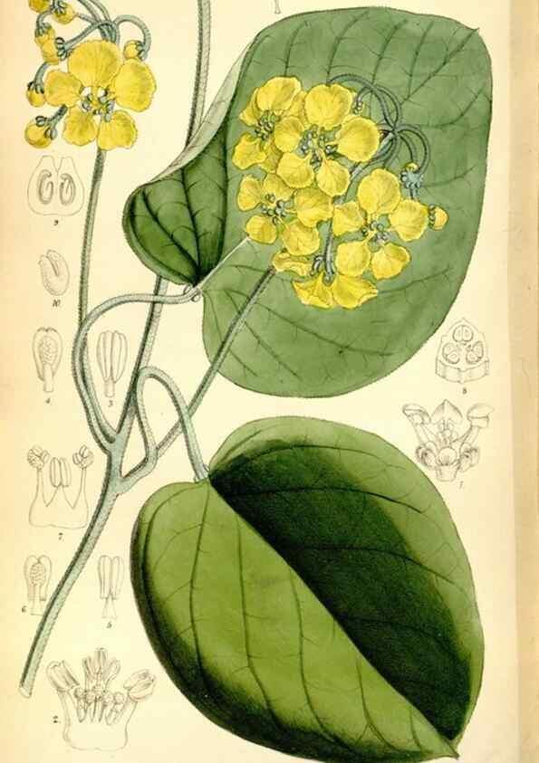 Reproducción/Reproduction 35397633465: Curtis's botanical magazine.. London ; New York [etc.] :Academic Press [etc.]