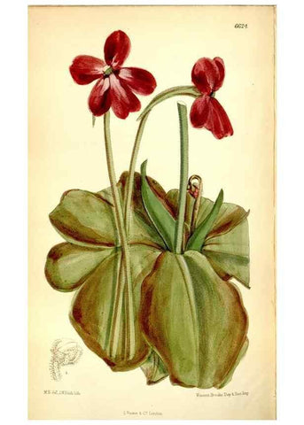 Reproducción/Reproduction 35268282191: Curtis's botanical magazine.. London ; New York [etc.] :Academic Press [etc.]
