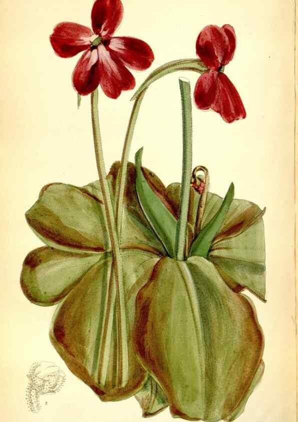 Reproducción/Reproduction 35268282191: Curtis's botanical magazine.. London ; New York [etc.] :Academic Press [etc.]