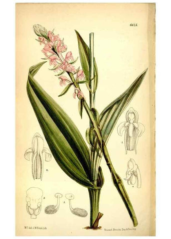 Reproducción/Reproduction 35268284071: Curtis's botanical magazine.. London ; New York [etc.] :Academic Press [etc.]