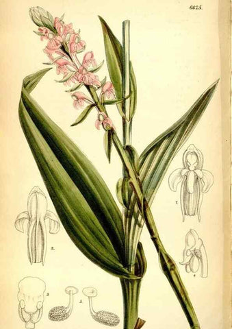 Reproducción/Reproduction 35268284071: Curtis's botanical magazine.. London ; New York [etc.] :Academic Press [etc.]