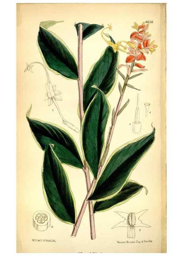 Reproducción/Reproduction 35268286091: Curtis's botanical magazine.. London ; New York [etc.] :Academic Press [etc.]