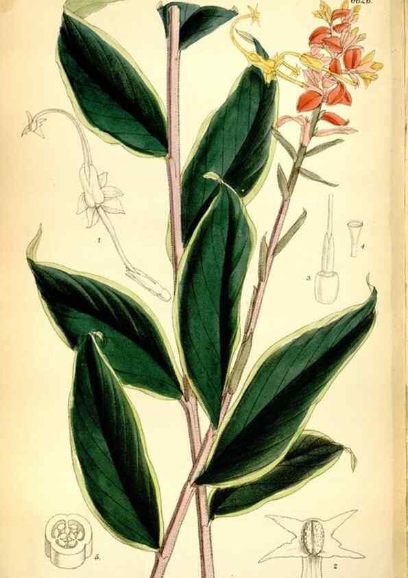 Reproducción/Reproduction 35268286091: Curtis's botanical magazine.. London ; New York [etc.] :Academic Press [etc.]