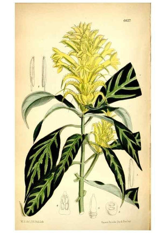 Reproducción/Reproduction 35268288461: Curtis's botanical magazine.. London ; New York [etc.] :Academic Press [etc.]
