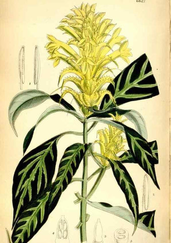 Reproducción/Reproduction 35268288461: Curtis's botanical magazine.. London ; New York [etc.] :Academic Press [etc.]