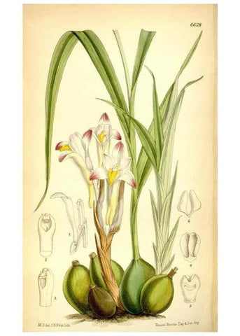 Reproducción/Reproduction 35268290941: Curtis's botanical magazine.. London ; New York [etc.] :Academic Press [etc.]