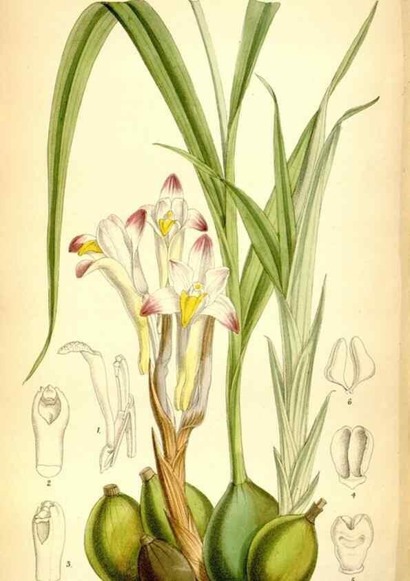 Reproducción/Reproduction 35268290941: Curtis's botanical magazine.. London ; New York [etc.] :Academic Press [etc.]