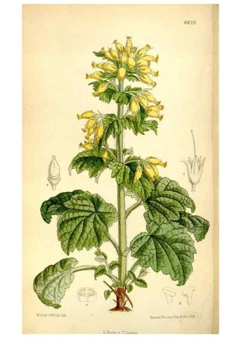 Reproducción/Reproduction 35268293991: Curtis's botanical magazine.. London ; New York [etc.] :Academic Press [etc.]