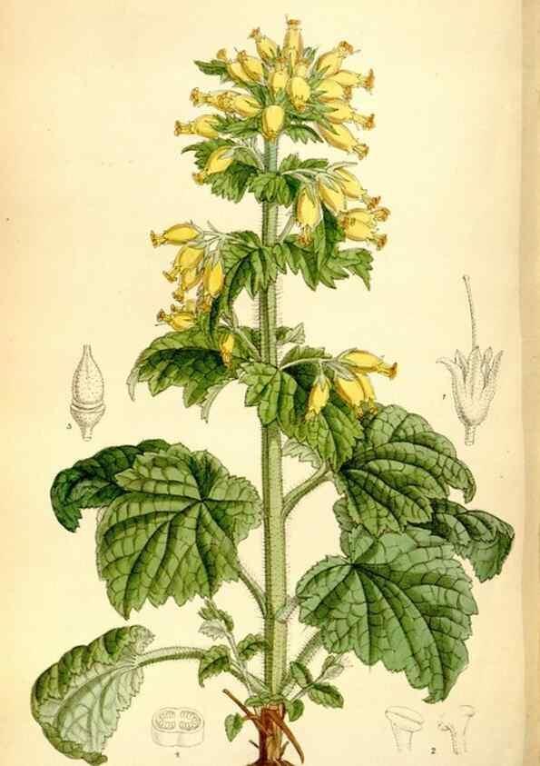 Reproducción/Reproduction 35268293991: Curtis's botanical magazine.. London ; New York [etc.] :Academic Press [etc.]