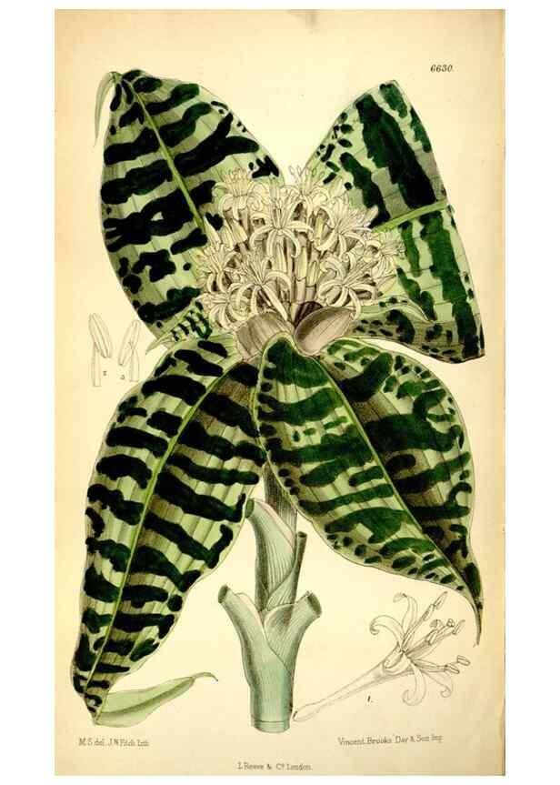 Reproducción/Reproduction 35268297231: Curtis's botanical magazine.. London ; New York [etc.] :Academic Press [etc.]