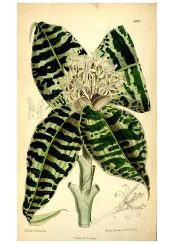 Reproducción/Reproduction 35268297231: Curtis's botanical magazine.. London ; New York [etc.] :Academic Press [etc.]