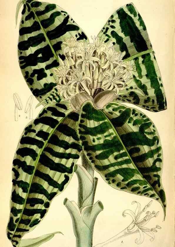 Reproducción/Reproduction 35268297231: Curtis's botanical magazine.. London ; New York [etc.] :Academic Press [etc.]