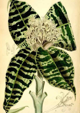 Reproducción/Reproduction 35268297231: Curtis's botanical magazine.. London ; New York [etc.] :Academic Press [etc.]