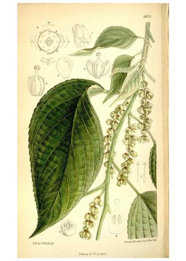 Reproducción/Reproduction 35268300431: Curtis's botanical magazine.. London ; New York [etc.] :Academic Press [etc.]