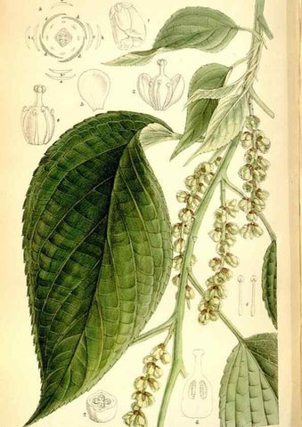 Reproducción/Reproduction 35268300431: Curtis's botanical magazine.. London ; New York [etc.] :Academic Press [etc.]