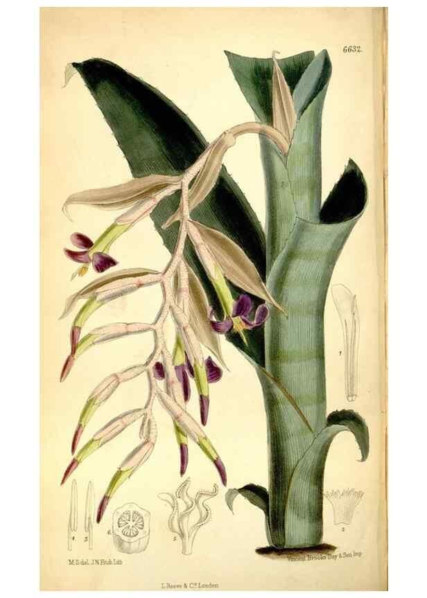 Reproducción/Reproduction 34555223224: Curtis's botanical magazine.. London ; New York [etc.] :Academic Press [etc.]
