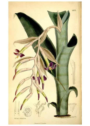 Reproducción/Reproduction 34555223224: Curtis's botanical magazine.. London ; New York [etc.] :Academic Press [etc.]