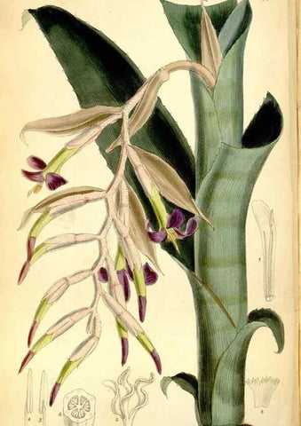 Reproducción/Reproduction 34555223224: Curtis's botanical magazine.. London ; New York [etc.] :Academic Press [etc.]