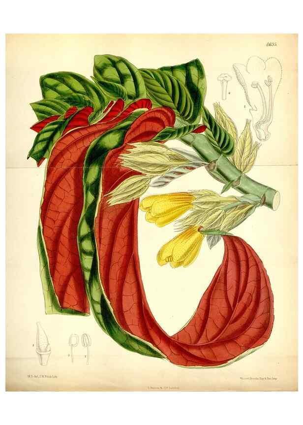 Reproducción/Reproduction 35268307871: Curtis's botanical magazine.. London ; New York [etc.] :Academic Press [etc.]