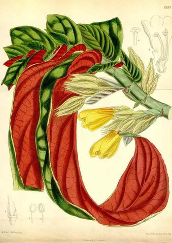 Reproducción/Reproduction 35268307871: Curtis's botanical magazine.. London ; New York [etc.] :Academic Press [etc.]