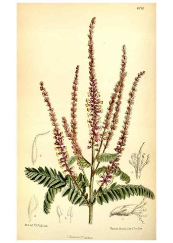 Reproducción/Reproduction 35231396312: Curtis's botanical magazine.. London ; New York [etc.] :Academic Press [etc.]