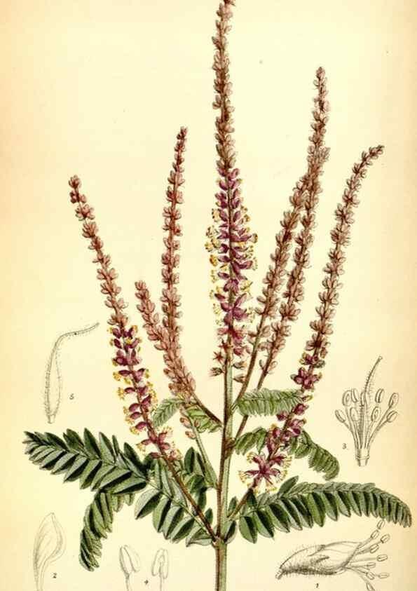 Reproducción/Reproduction 35231396312: Curtis's botanical magazine.. London ; New York [etc.] :Academic Press [etc.]