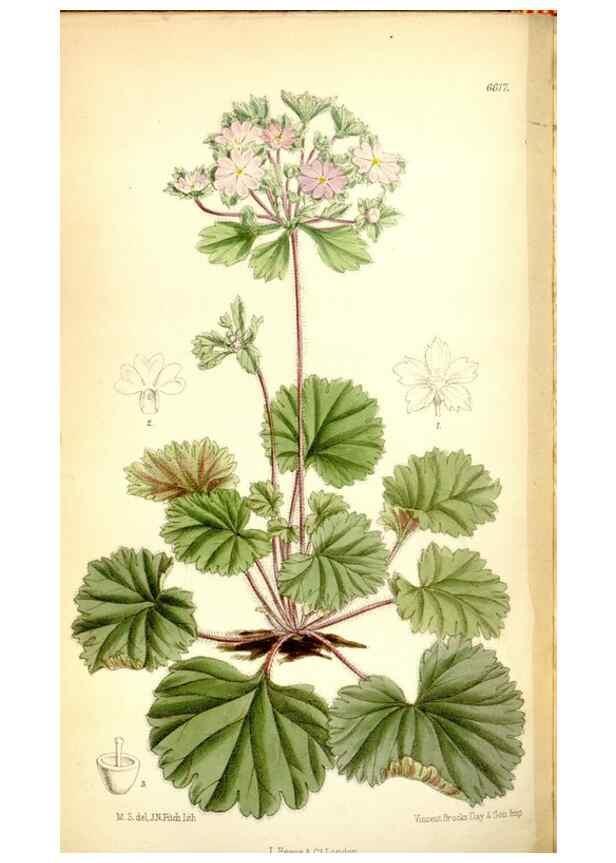 Reproducción/Reproduction 35231394562: Curtis's botanical magazine.. London ; New York [etc.] :Academic Press [etc.]