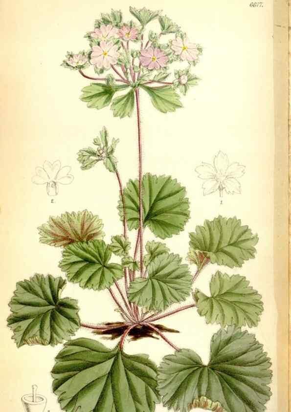 Reproducción/Reproduction 35231394562: Curtis's botanical magazine.. London ; New York [etc.] :Academic Press [etc.]