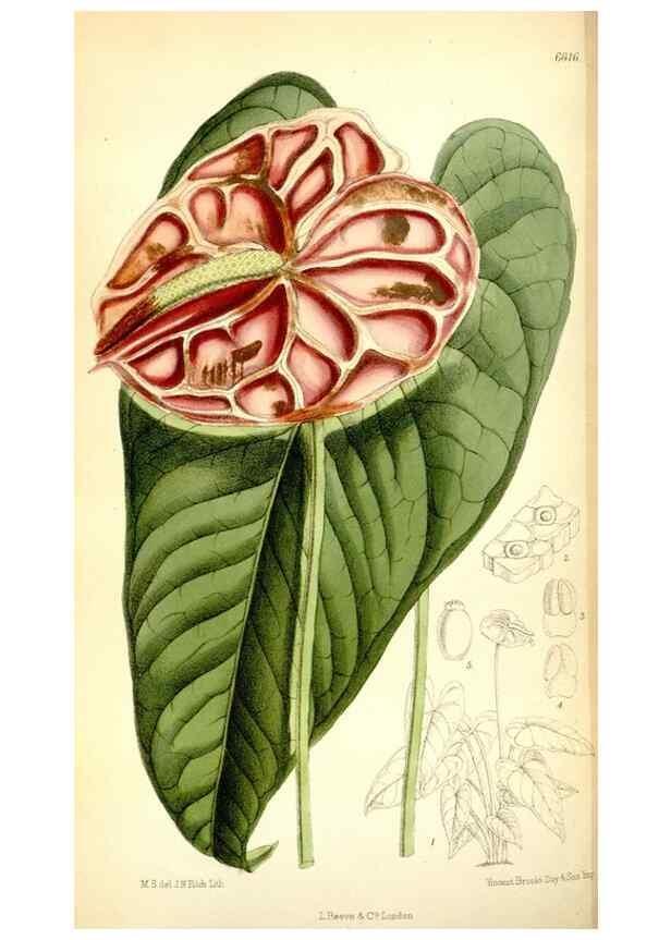 Reproducción/Reproduction 35231392932: Curtis's botanical magazine.. London ; New York [etc.] :Academic Press [etc.]