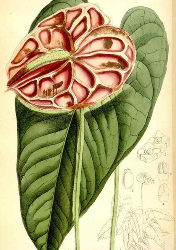 Reproducción/Reproduction 35231392932: Curtis's botanical magazine.. London ; New York [etc.] :Academic Press [etc.]