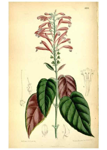 Reproducción/Reproduction 35231391122: Curtis's botanical magazine.. London ; New York [etc.] :Academic Press [etc.]
