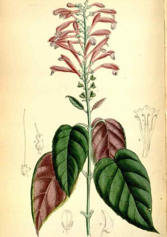 Reproducción/Reproduction 35231391122: Curtis's botanical magazine.. London ; New York [etc.] :Academic Press [etc.]