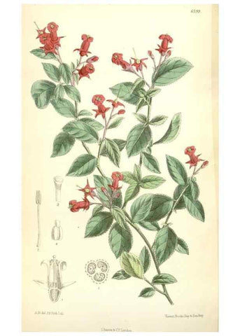 Reproducción/Reproduction 35397444885: Curtis's botanical magazine.. London ; New York [etc.] :Academic Press [etc.]