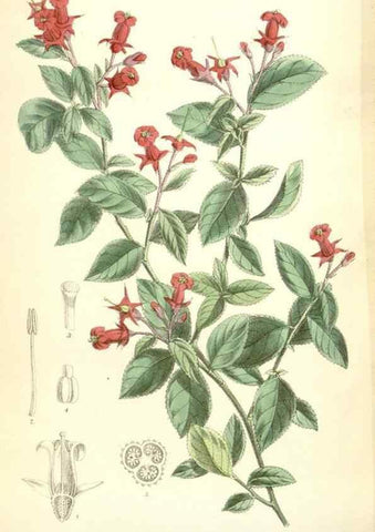 Reproducción/Reproduction 35397444885: Curtis's botanical magazine.. London ; New York [etc.] :Academic Press [etc.]