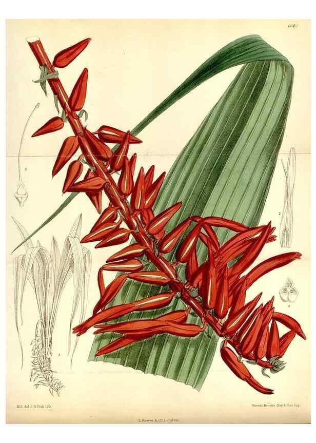 Reproducción/Reproduction 34588315833: Curtis's botanical magazine.. London ; New York [etc.] :Academic Press [etc.]