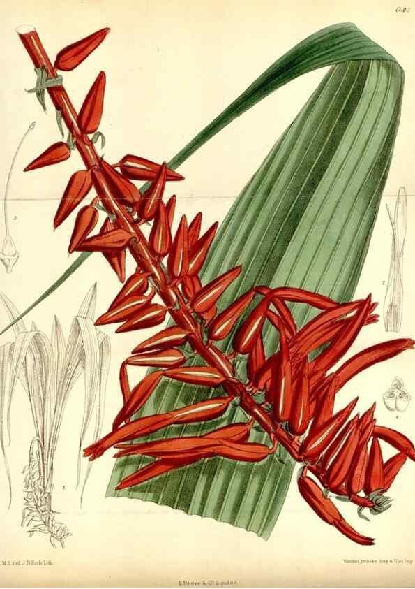 Reproducción/Reproduction 34588315833: Curtis's botanical magazine.. London ; New York [etc.] :Academic Press [etc.]