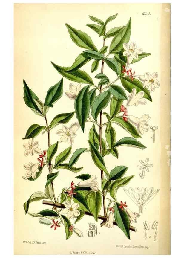 Reproducción/Reproduction 35268228211: Curtis's botanical magazine.. London ; New York [etc.] :Academic Press [etc.]