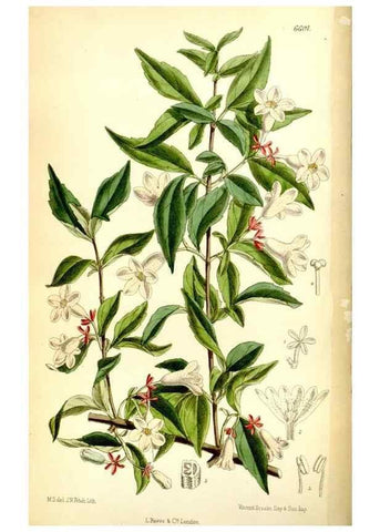 Reproducción/Reproduction 35268228211: Curtis's botanical magazine.. London ; New York [etc.] :Academic Press [etc.]
