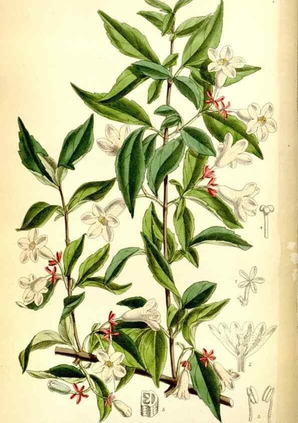 Reproducción/Reproduction 35268228211: Curtis's botanical magazine.. London ; New York [etc.] :Academic Press [etc.]
