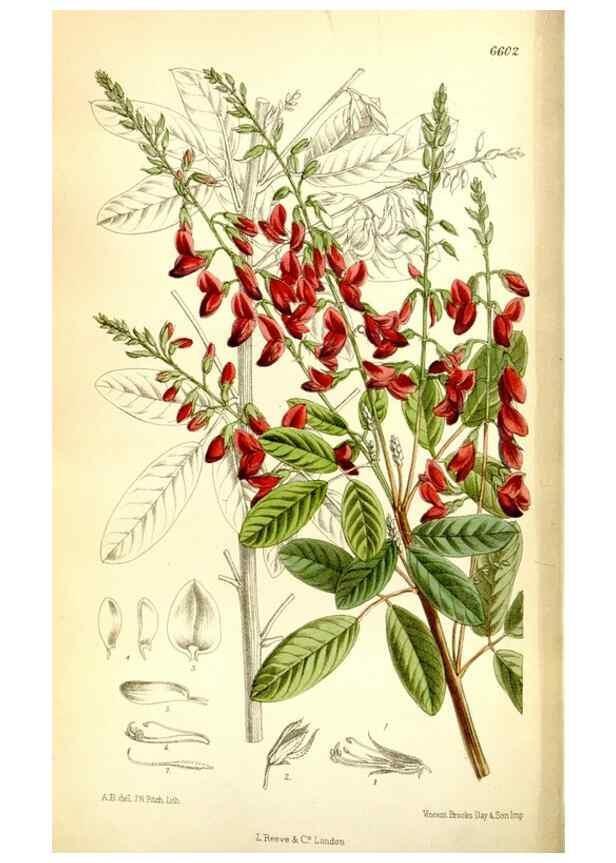 Reproducción/Reproduction 35268231181: Curtis's botanical magazine.. London ; New York [etc.] :Academic Press [etc.]