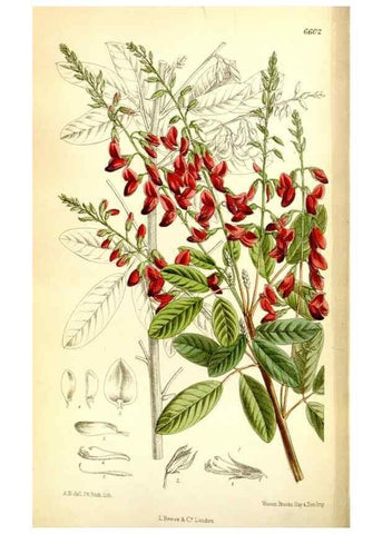 Reproducción/Reproduction 35268231181: Curtis's botanical magazine.. London ; New York [etc.] :Academic Press [etc.]