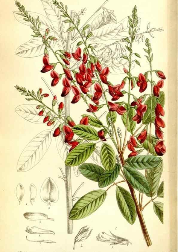 Reproducción/Reproduction 35268231181: Curtis's botanical magazine.. London ; New York [etc.] :Academic Press [etc.]