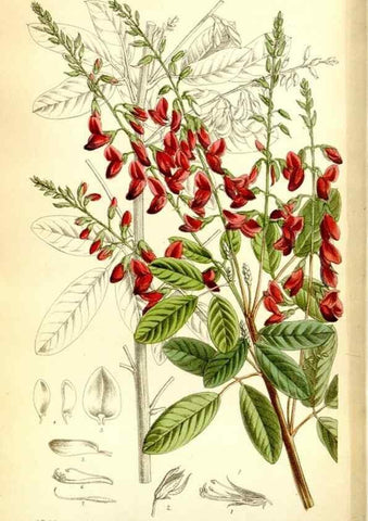 Reproducción/Reproduction 35268231181: Curtis's botanical magazine.. London ; New York [etc.] :Academic Press [etc.]